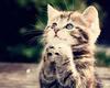 Kitten praying